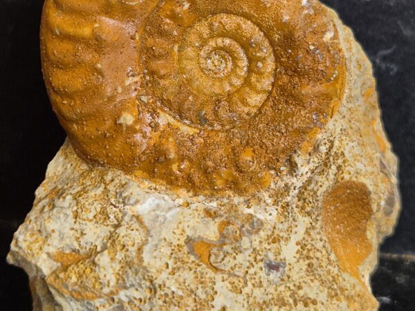 Hecticoceras3