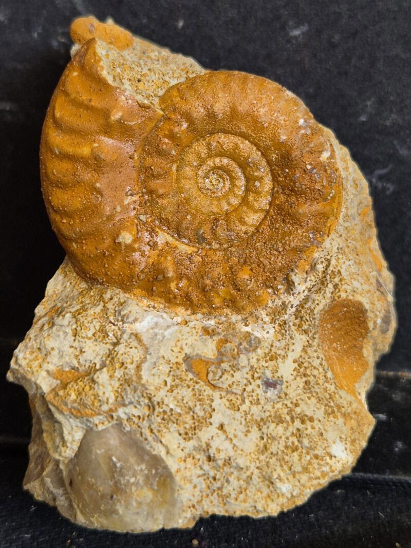 Hecticoceras3