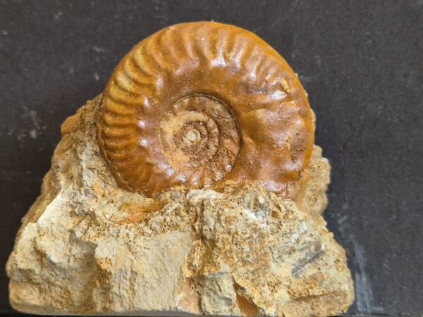 Hecticoceras sur guangue