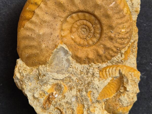 Hecticoceras sur bloc