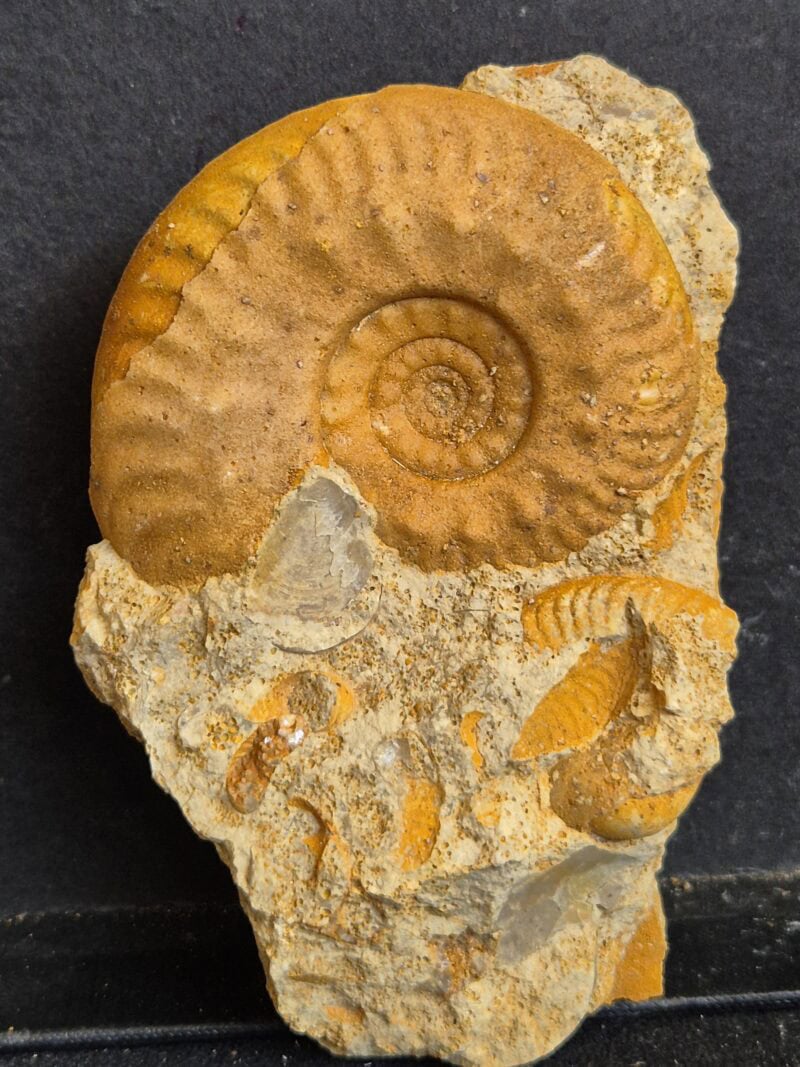 Hecticoceras sur bloc