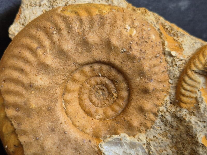 Hecticoceras sur bloc