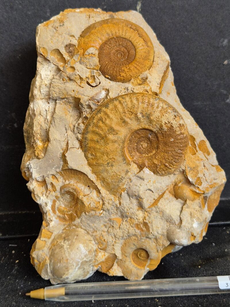 Hecticoceras et Grossouvria – Image 2