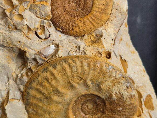 Hecticoceras et Grossouvria