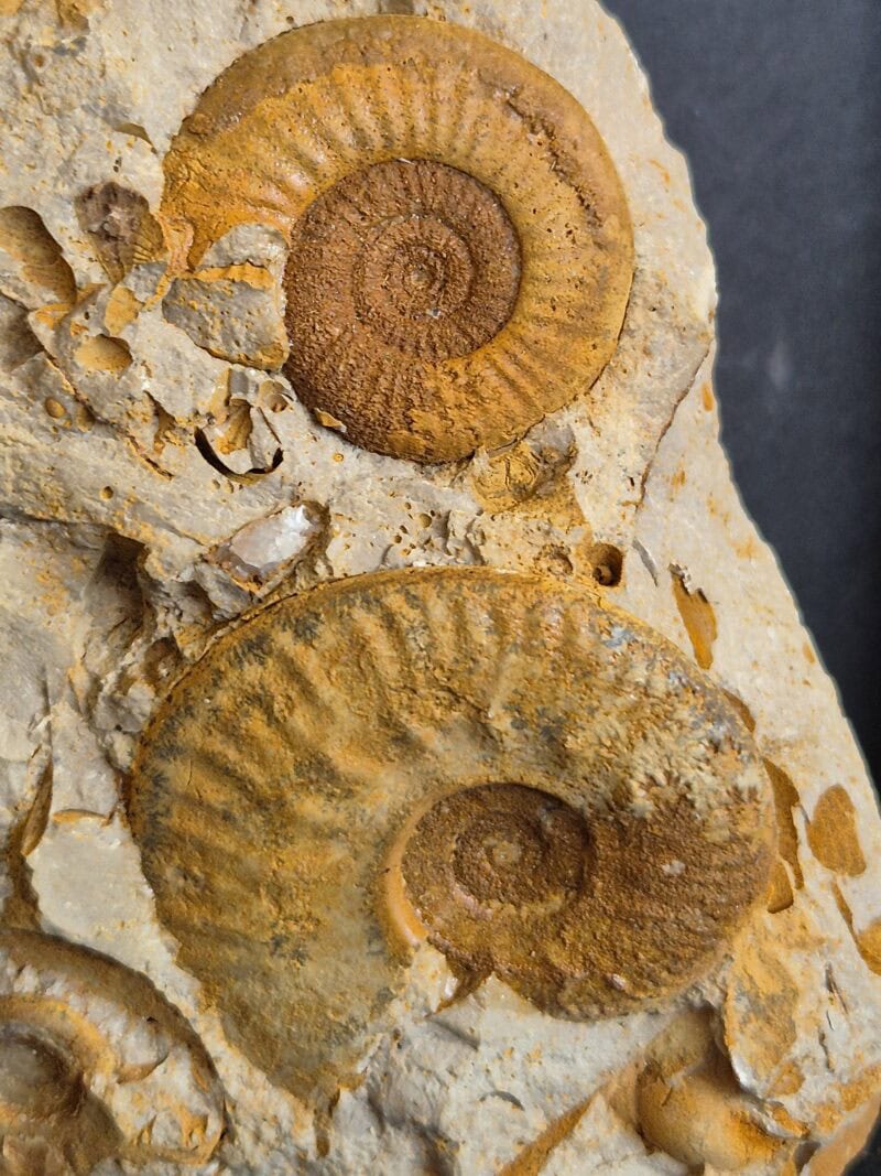 Hecticoceras et Grossouvria