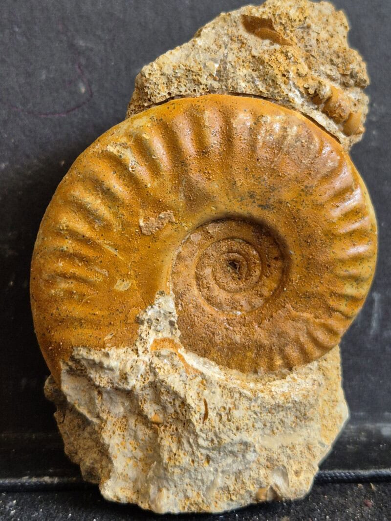 Hecticoceras et Gastéropode