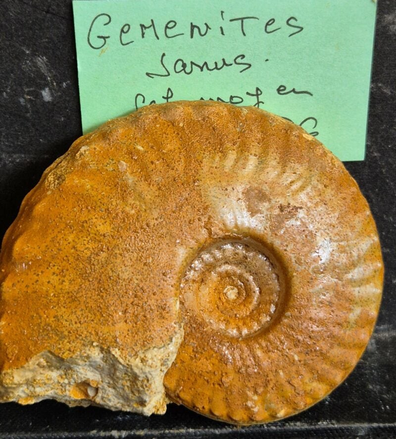 Gemenites janus