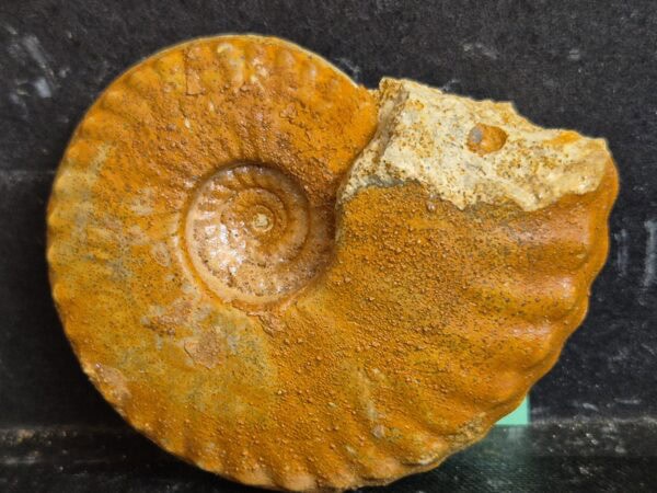 Gemenites janus