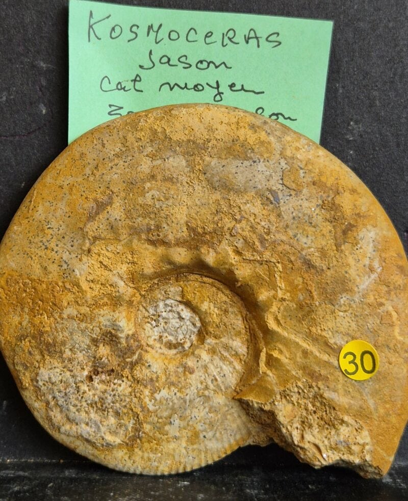 Kosmoceras jason