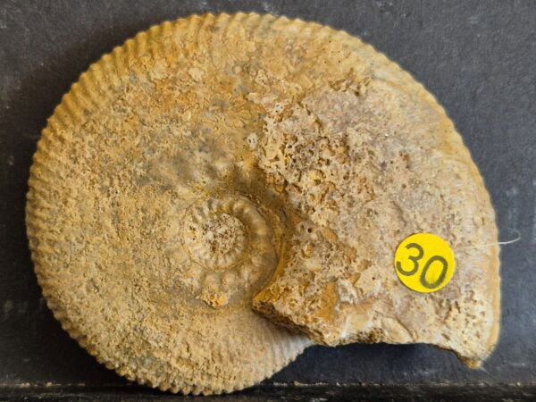 Kosmoceras jason1