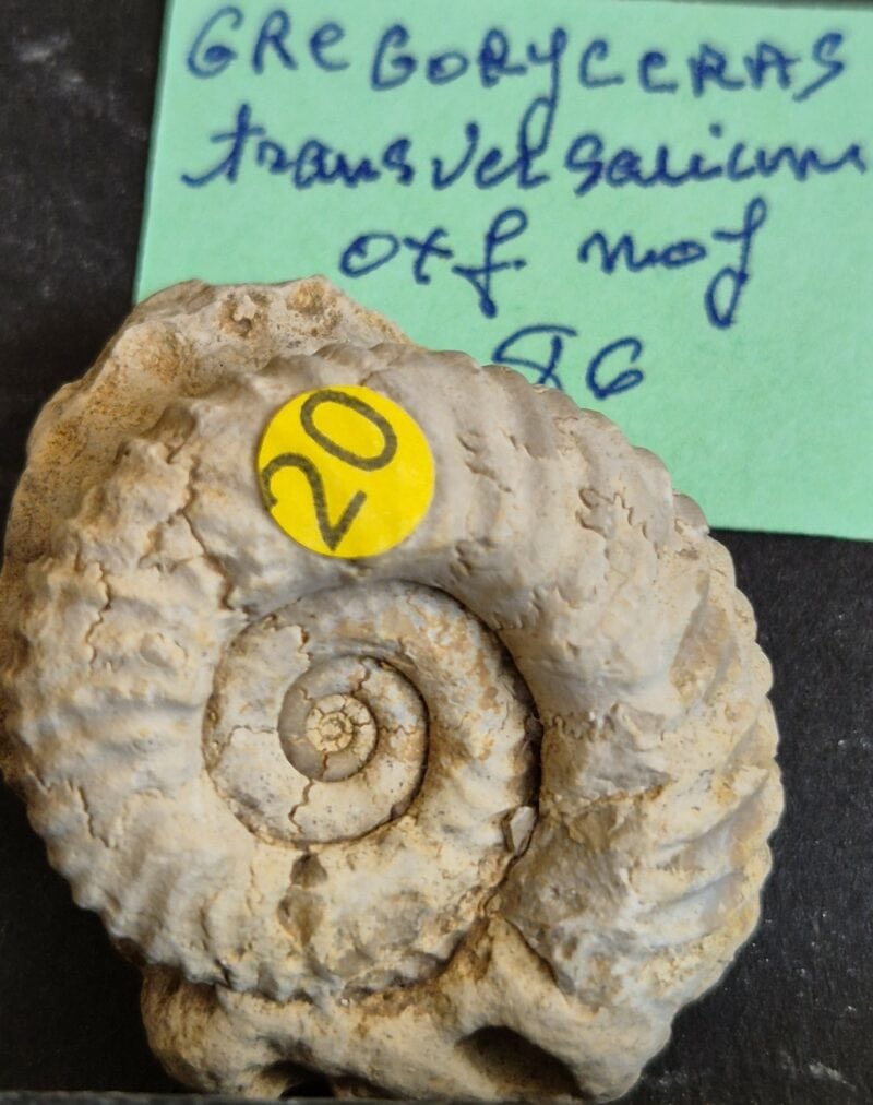 Gregoryceras transversarium