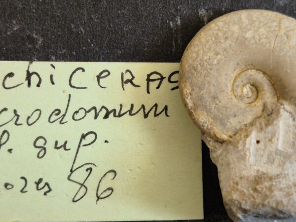 Glochiceras microdonum