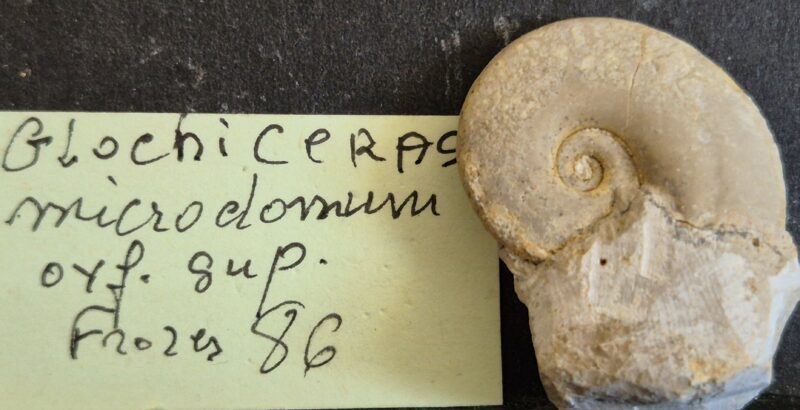 Glochiceras microdonum