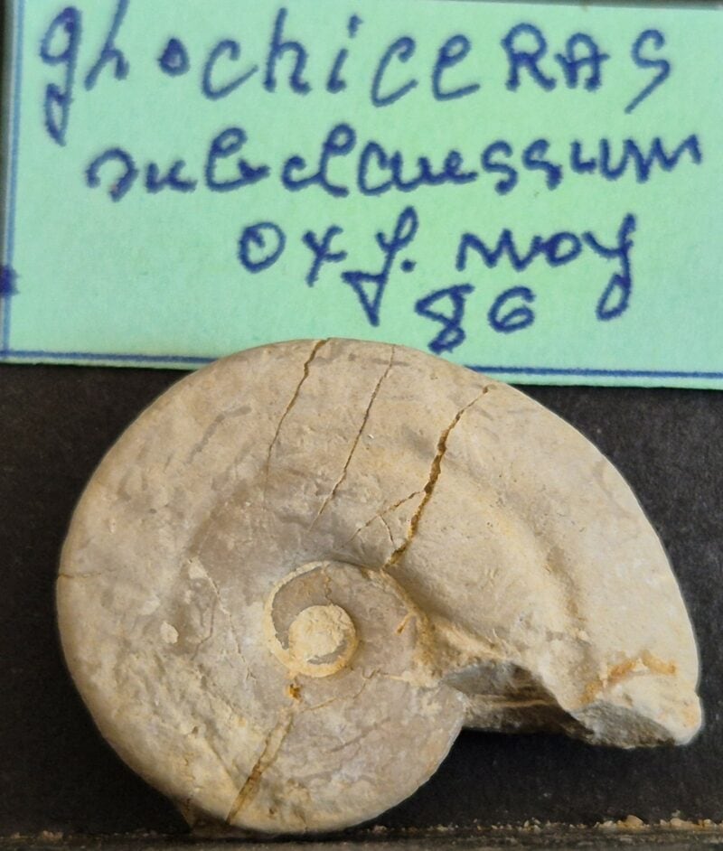 Glochiceras subclaussum