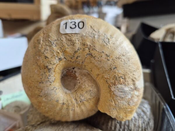 Bullatimorphites bullatus