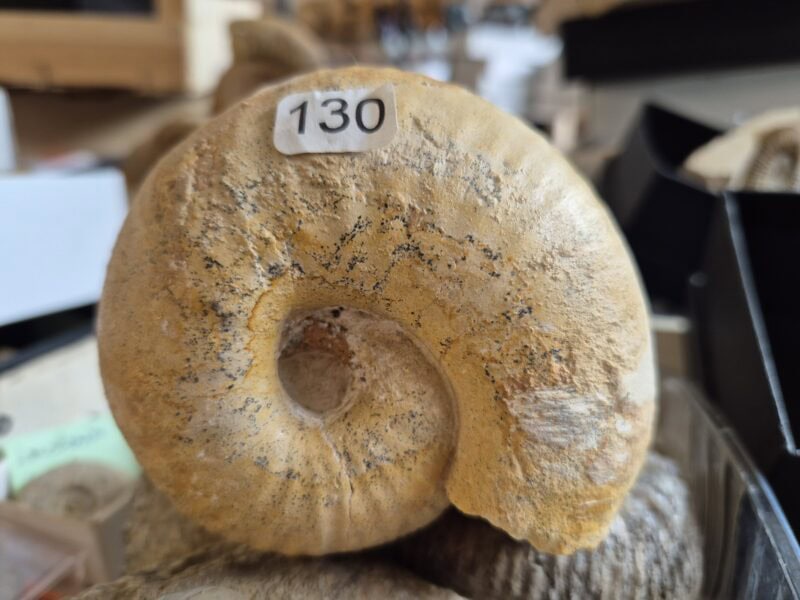 Bullatimorphites bullatus