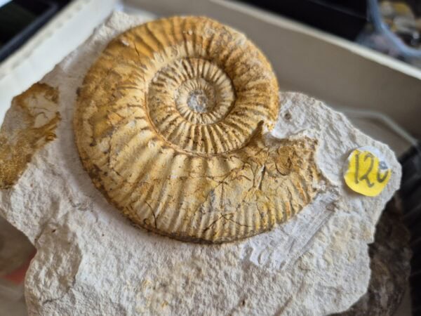 Flabellia apohyse