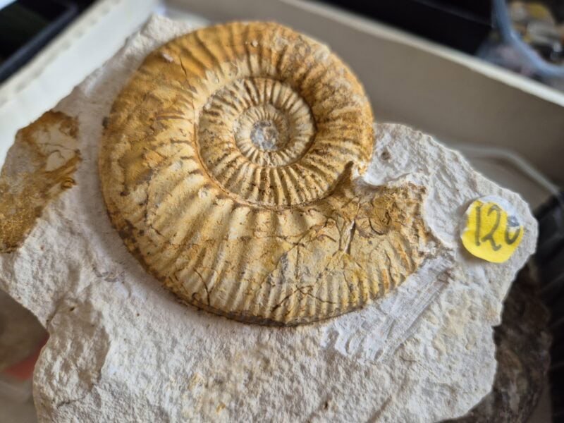 Flabellia apohyse