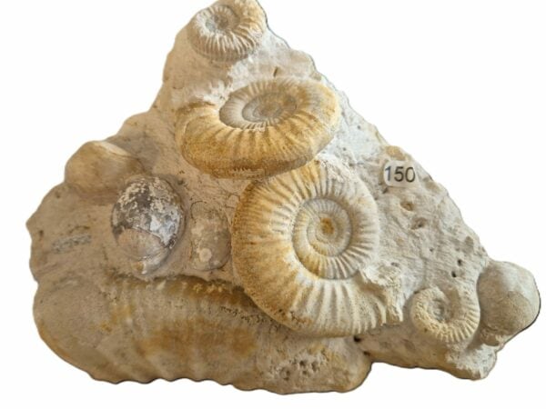 Flabellias et bivalve