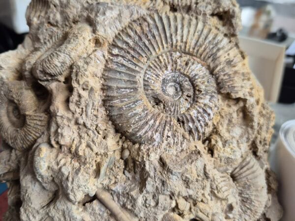 Perisphinctes bloc