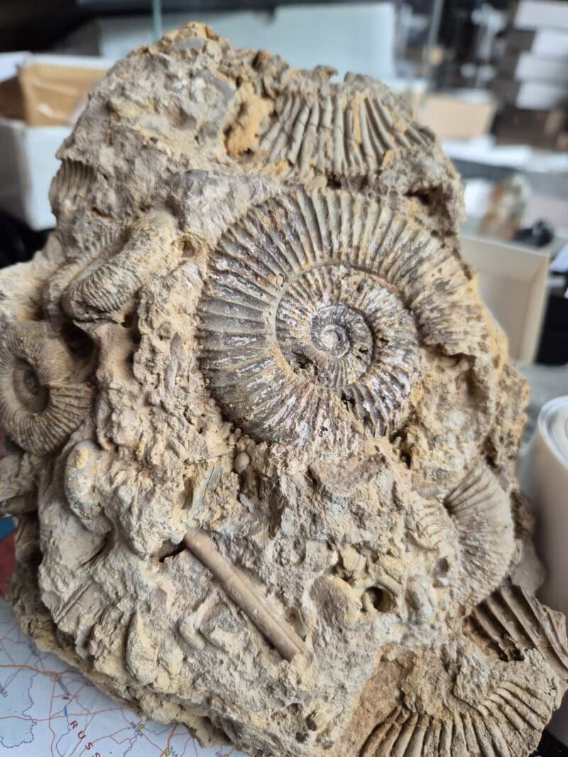 Perisphinctes bloc