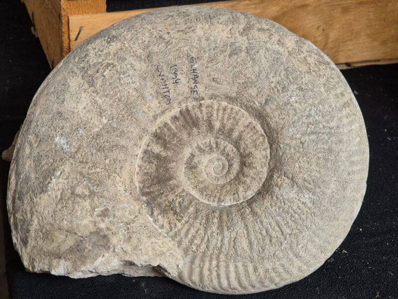 Haugia variabilis