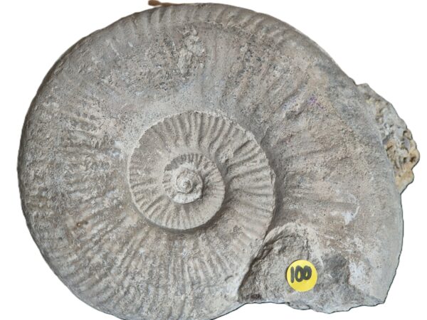 Haugia variabilis