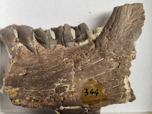 Plagiolophus annectens mandibule