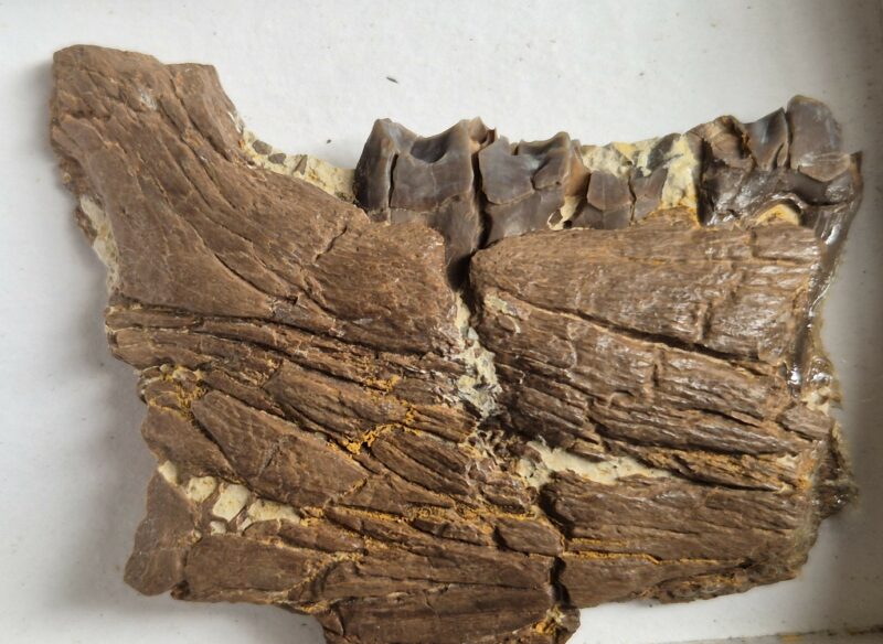Plagiolophus annectens mandibule