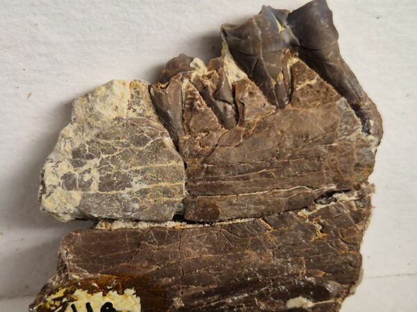 Plagiolophus annectens dent