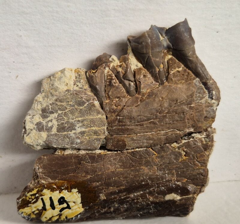 Plagiolophus annectens dent