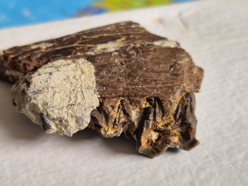 Plagiolophus annectens dent