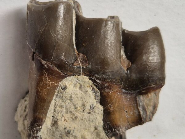 Plagiolophus annectens