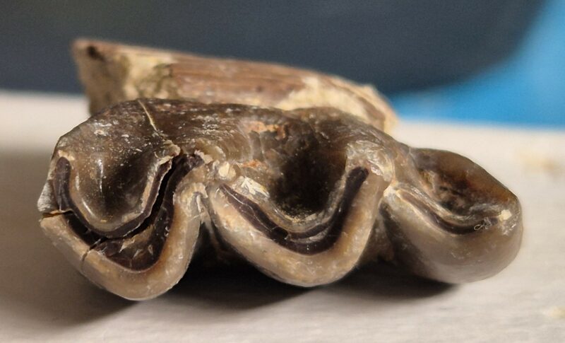 Plagiolophus annectens