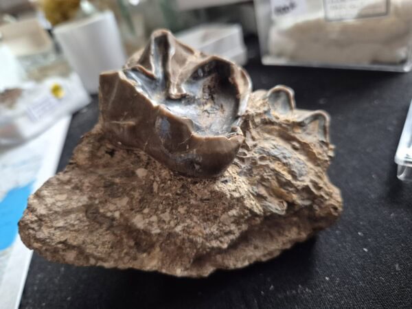 Lophiodon molaire