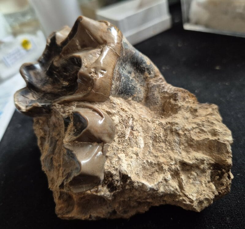 Lophiodon molaire