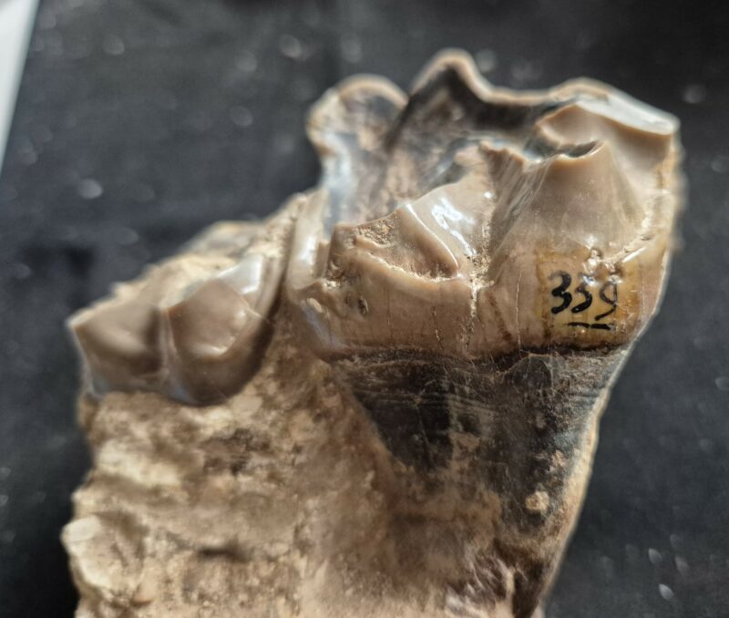 Lophiodon molaire