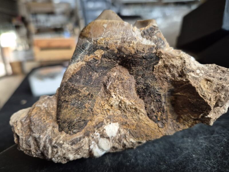 Lophiodon molaire