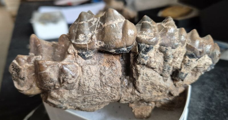 Lophiodon prémolaires – Image 3