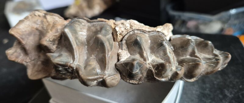 Lophiodon prémolaires – Image 2