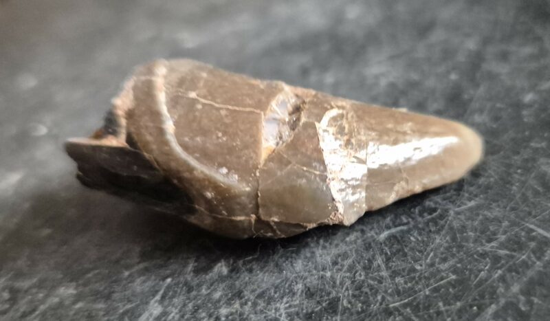 Lophiodon canine