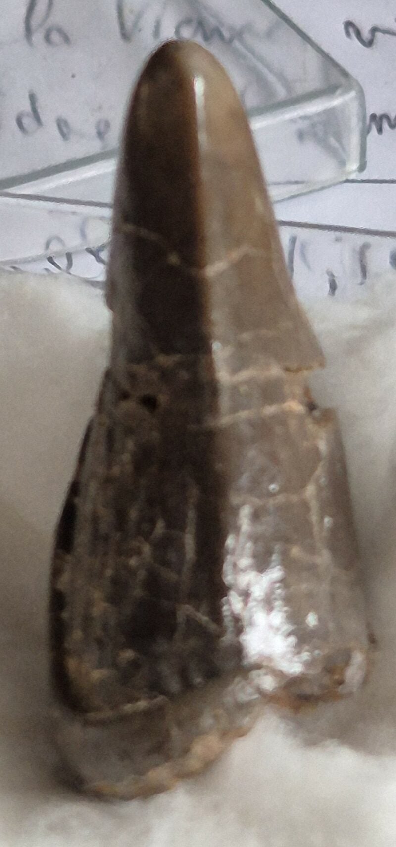 Lophiodon canine