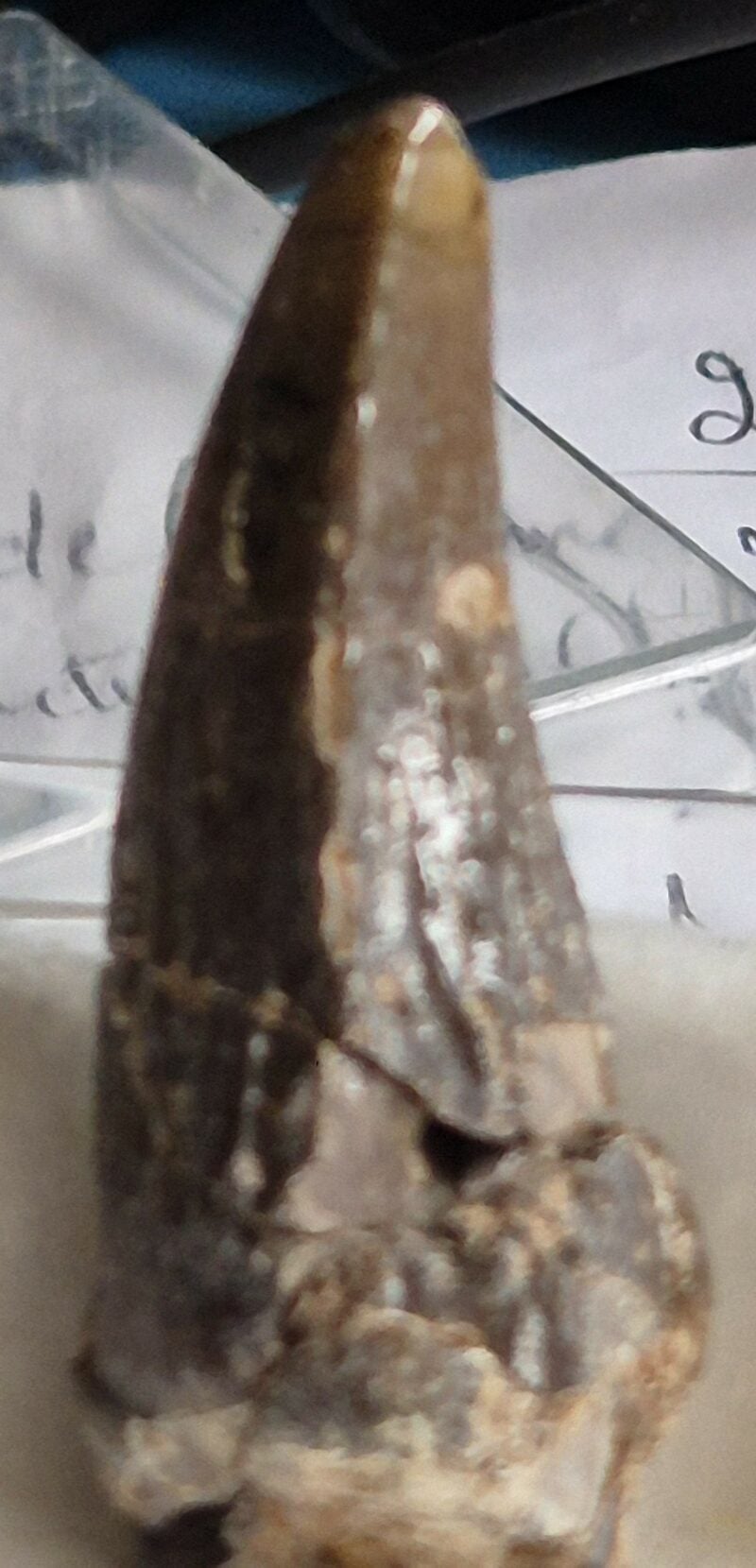 Lophiodon dent