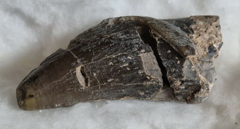 Lophiodon dent