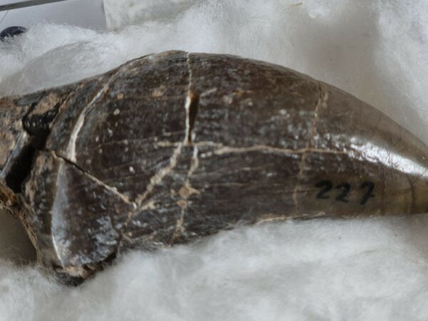 Lophiodon dent