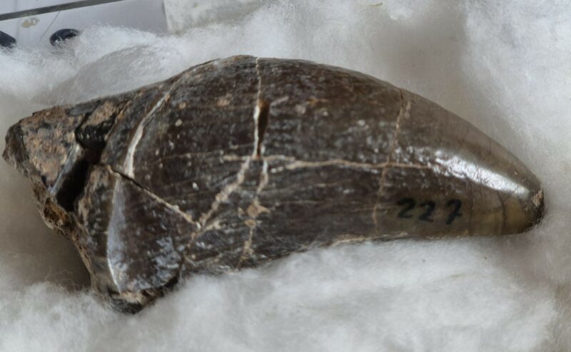 Lophiodon dent