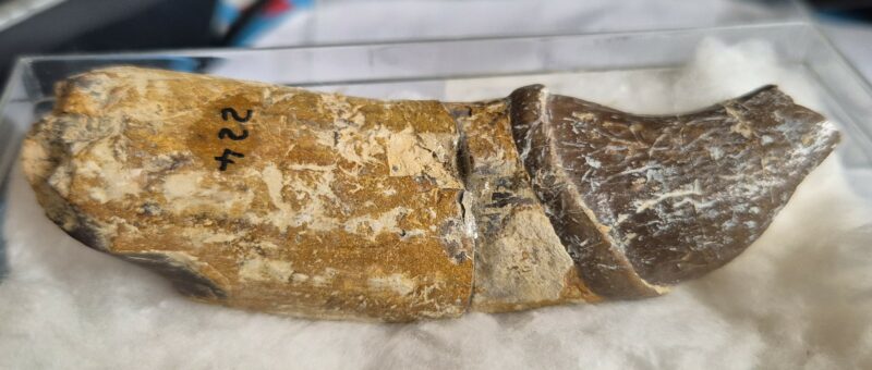 Lophiodon