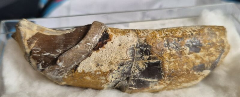 Lophiodon