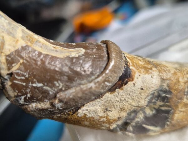 Lophiodon
