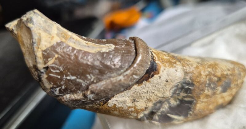 Lophiodon